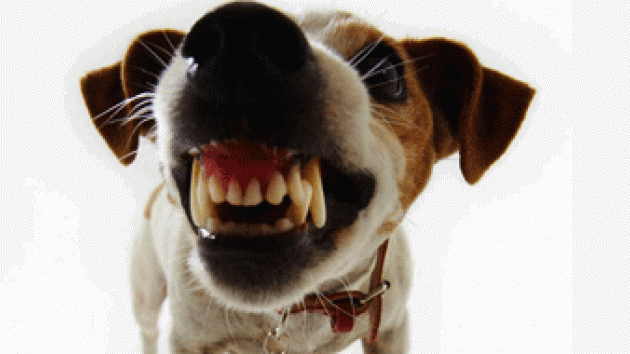 MORSO DEL CANE